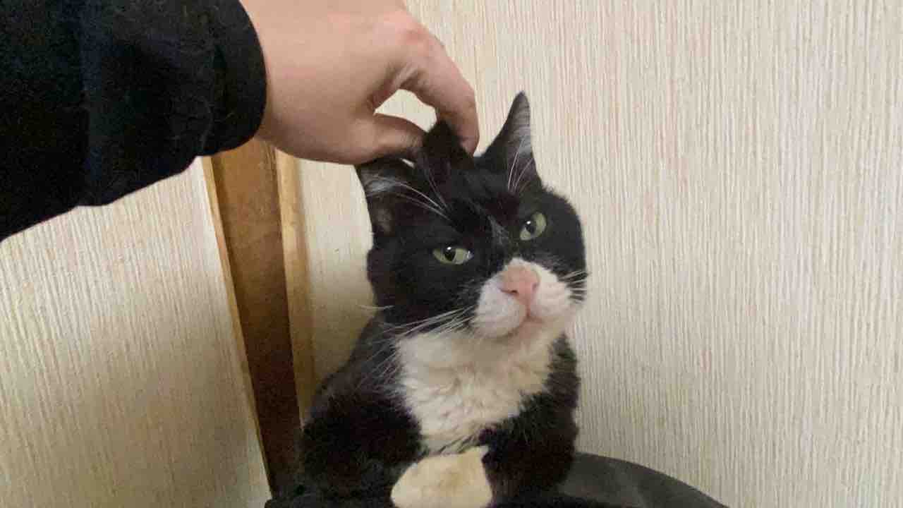 重鎮猫 誰だよ前 モノクロの4号の病状 0424 ねこかます