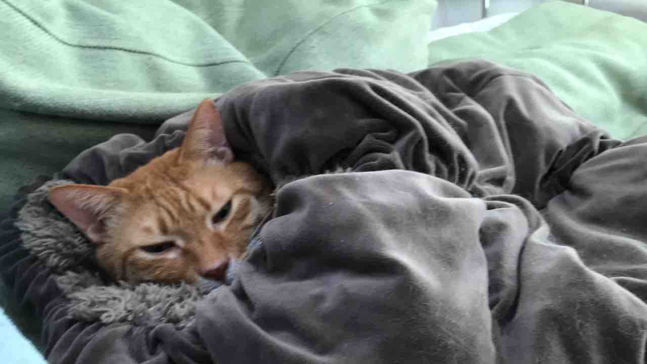 猫の本気はやばい 20190711 : ねこかます