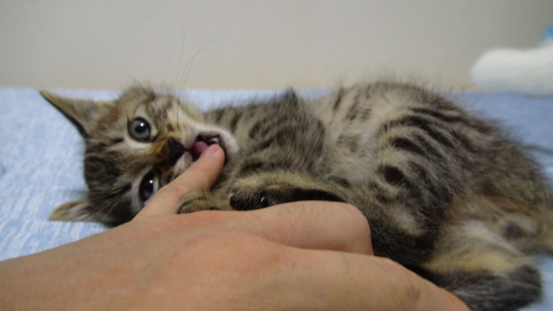 次男坊猫 噛み癖を強制的に矯正される 2616 ねこかます 次男坊猫 噛み癖を強制的に矯正される 2616 ねこかます