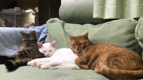 A66FF990-24D9-43CE-A697-04175B4EF40D