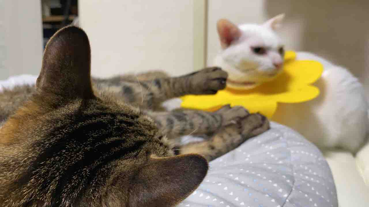 ウチューネコ兄弟 猫レスリングする ねこかます ウチューネコ兄弟 猫レスリングする ねこかます