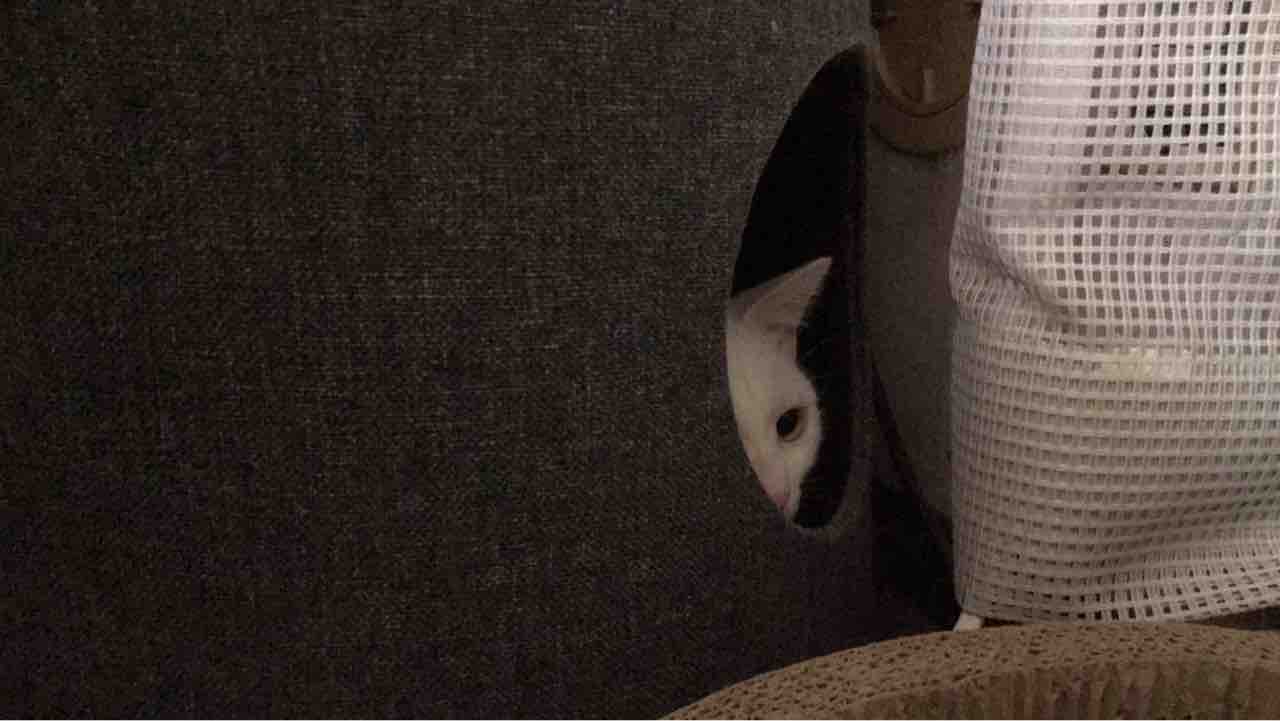 拗ねる猫 ねこかます