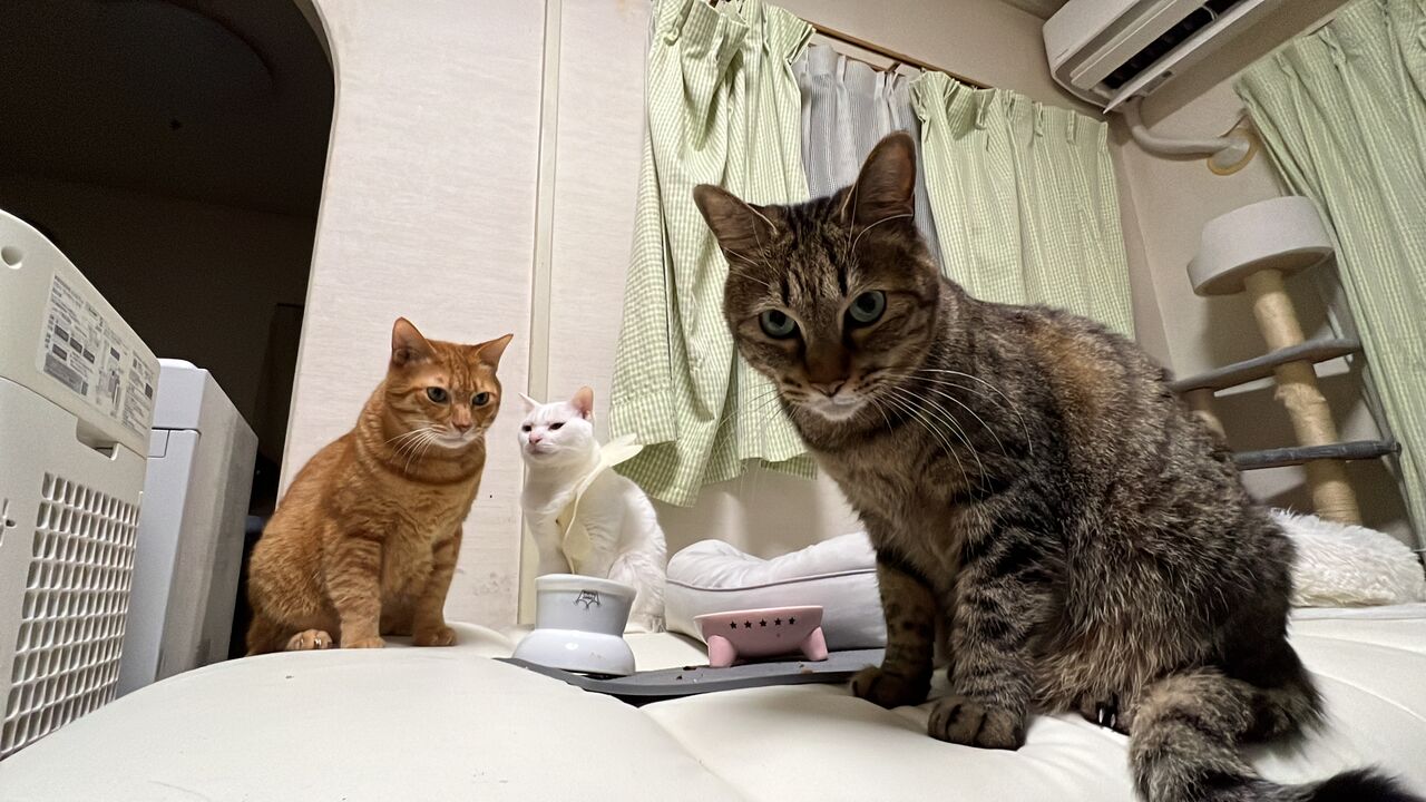 レギュラー猫たちの年齢人間換算 2212 ねこかます