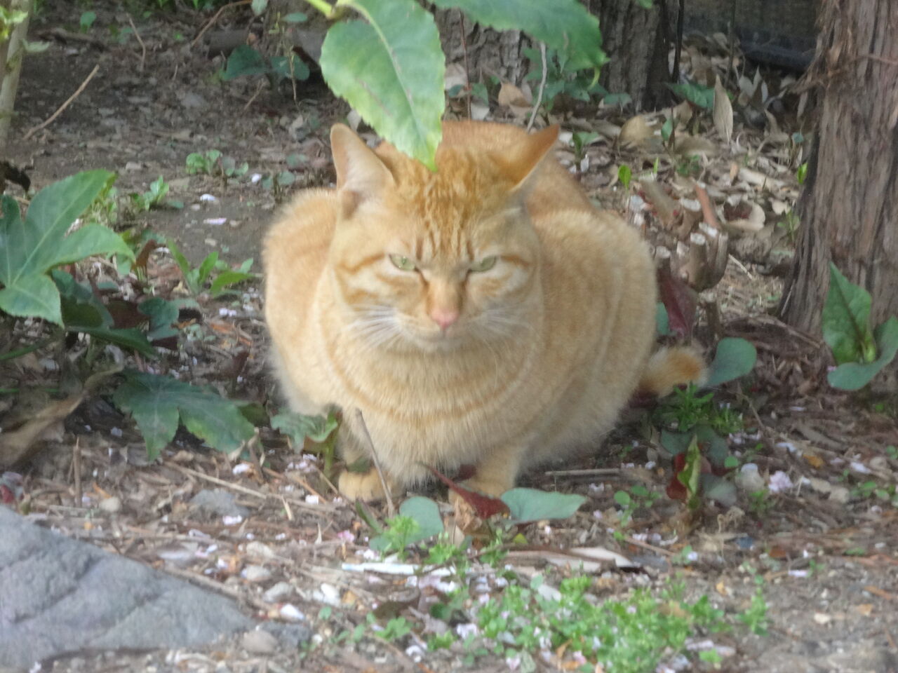 アホ猫が懐く前 20250508 : ねこかます