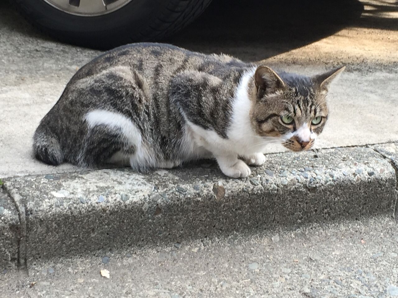 若い野良猫夫婦 0503 ねこかます 若い野良猫夫婦 0503 ねこかます