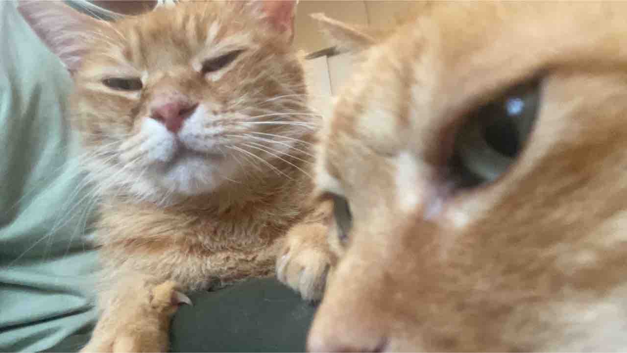 ボス猫 キレる ねこかます