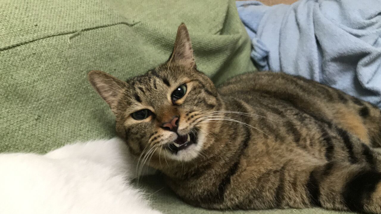 猫の上下関係を観察する ねこかます 猫の上下関係を観察する ねこかます