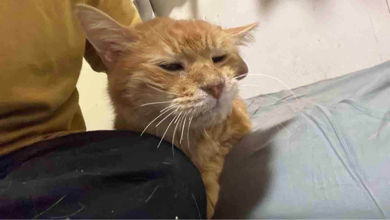 野良猫の記憶力検証 20250903 : ねこかます