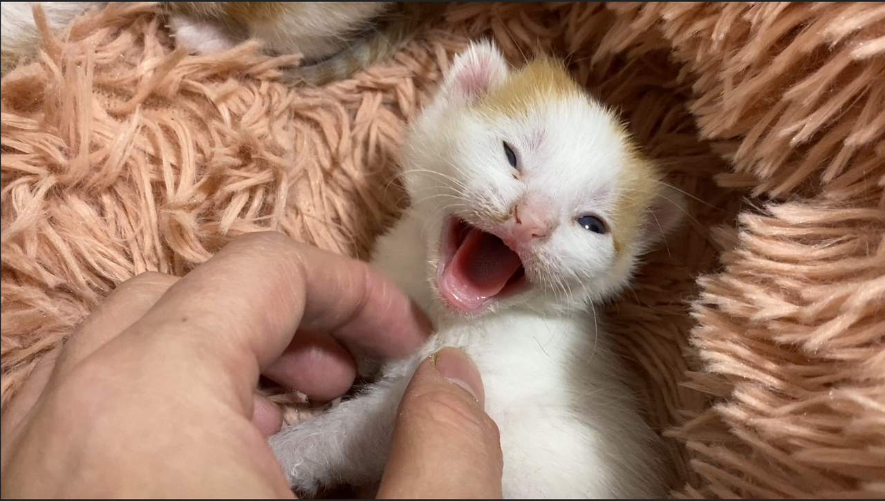 シャー する猫しない猫 2506 ねこかます