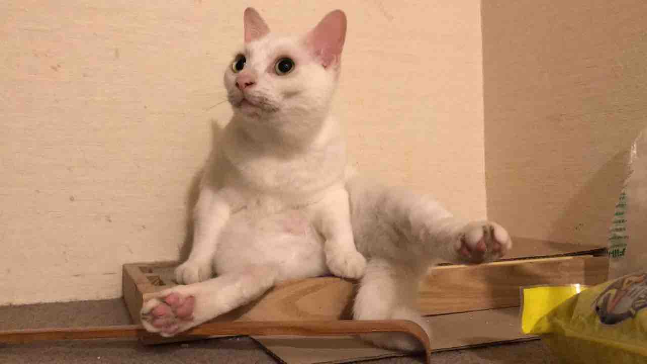 おっさん座りと貫禄と安定 ねこかます