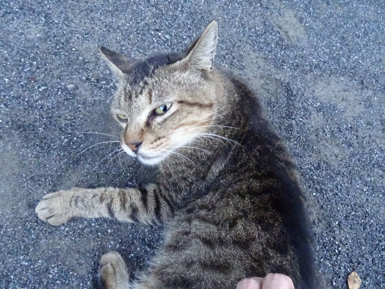 最強の猫たち 0426 ねこかます