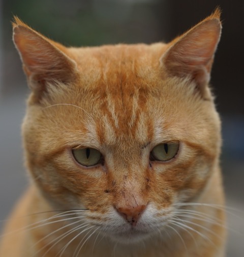 時空流れ茶トラ