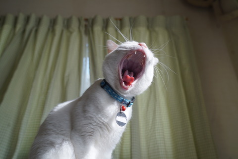 写真 2017-03-20 15 04 42 (1)