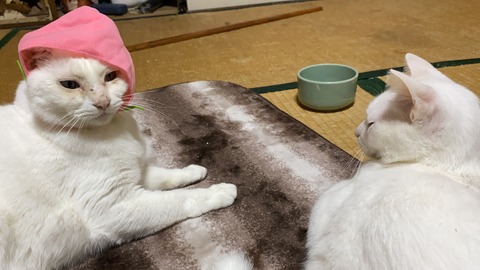 写真 2019-12-09 20 34 50