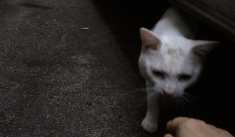 スクリーンショット 2024-11-10 21.49.06