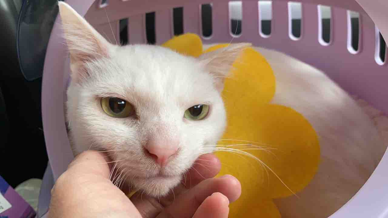 顔芸で主張する猫たち ねこかます