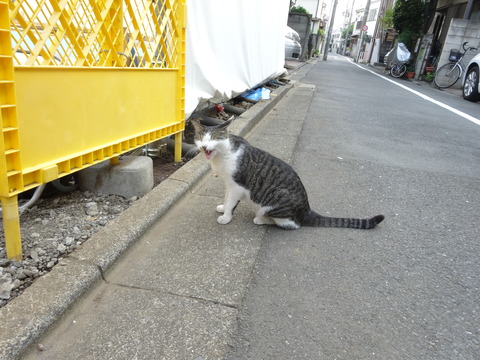 DSC00542