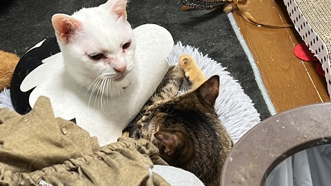 写真 2024-12-01 3 31 07