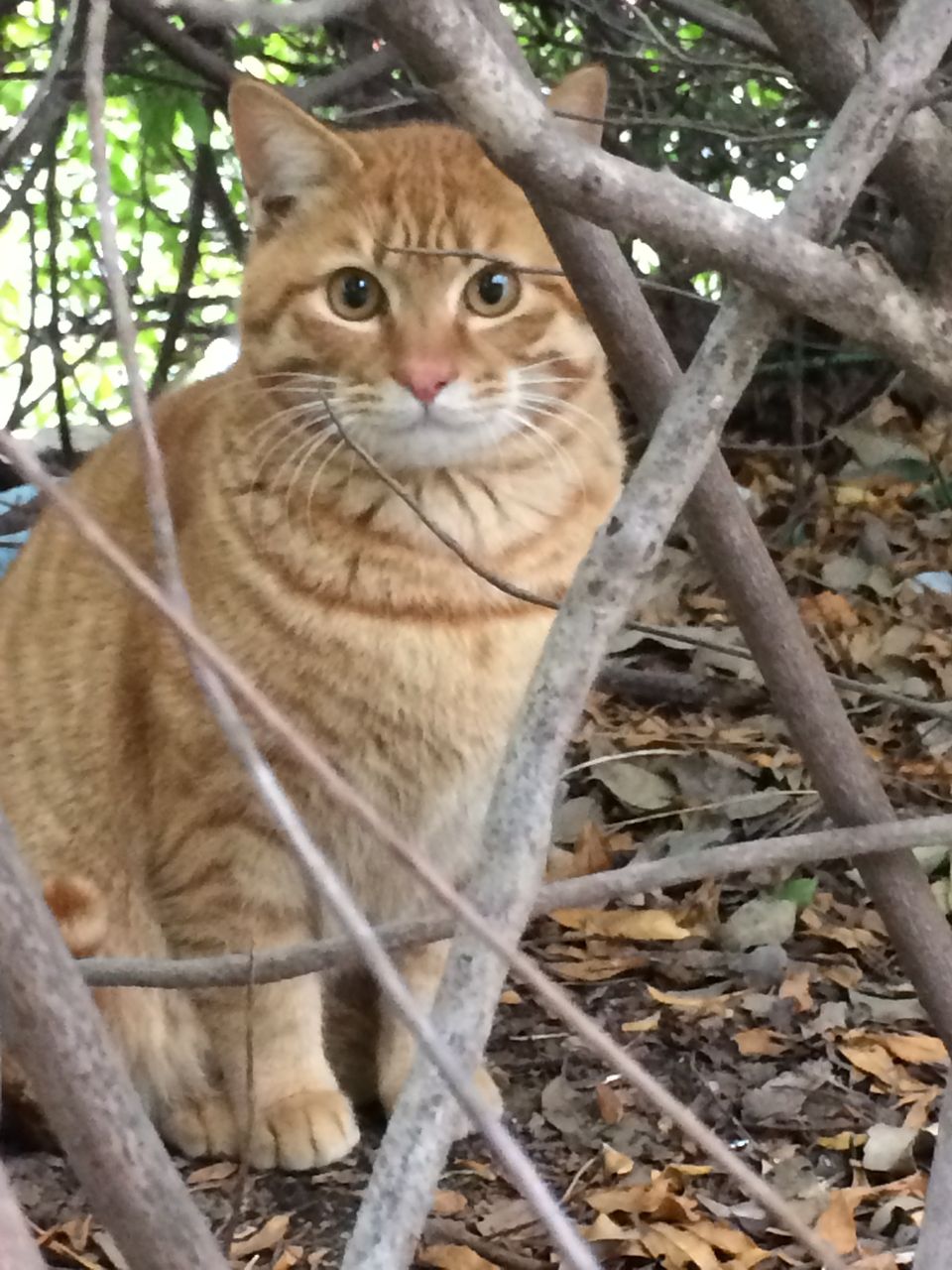 毛色の変化 1803 ねこかます 毛色の変化 1803 ねこかます