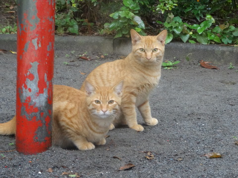 DSC00935
