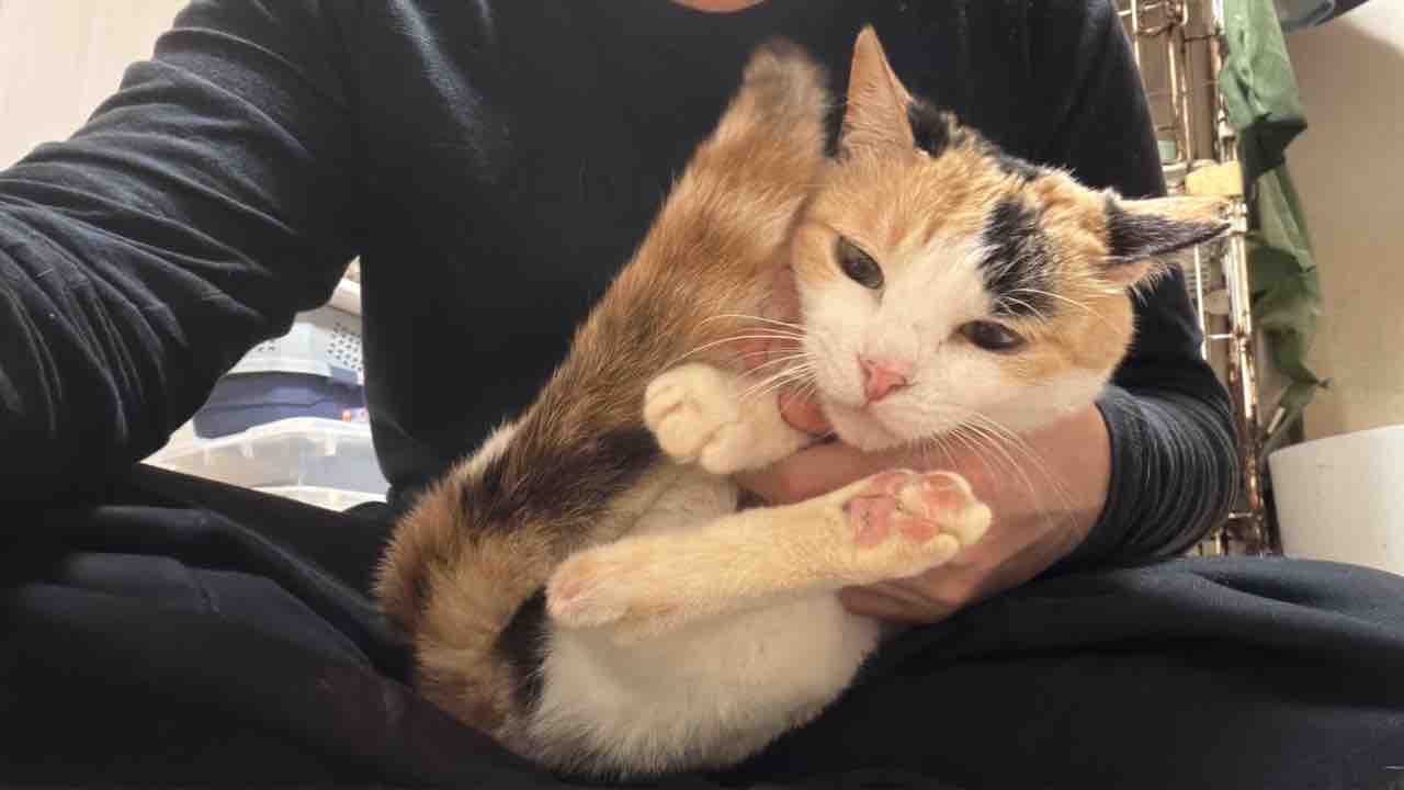 変わらぬオス三毛王子 20260416 : ねこかます
