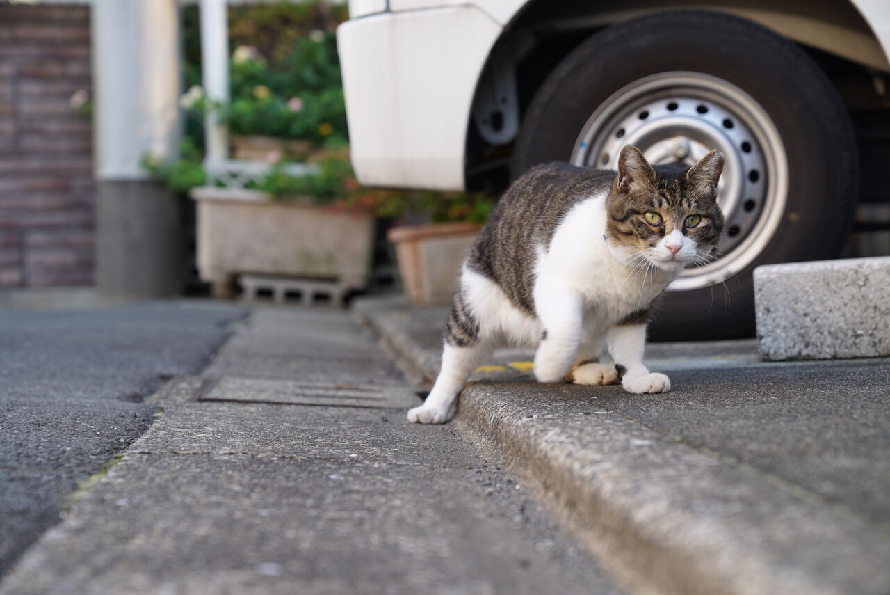 元 ボス猫を取り巻いた猫たち 20201227 ねこかます