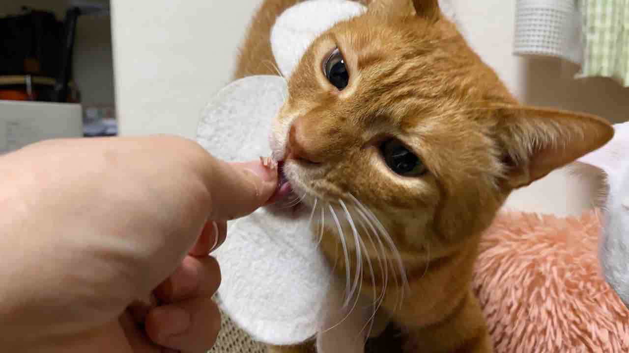 我が家の茶トラ猫の見分け方 20210304 : ねこかます
