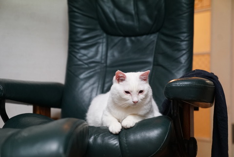 写真 2019-06-12 19 27 00 (1)