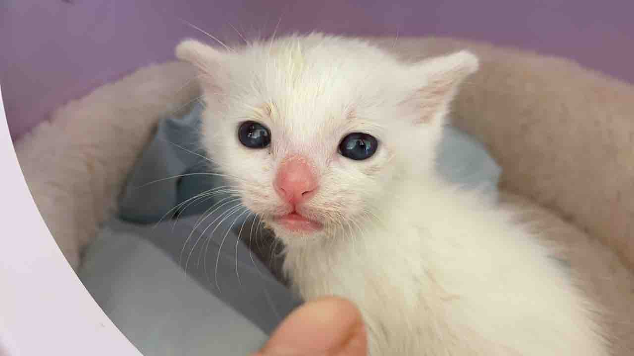 当アカウント登場猫の変遷 20220427 : ねこかます