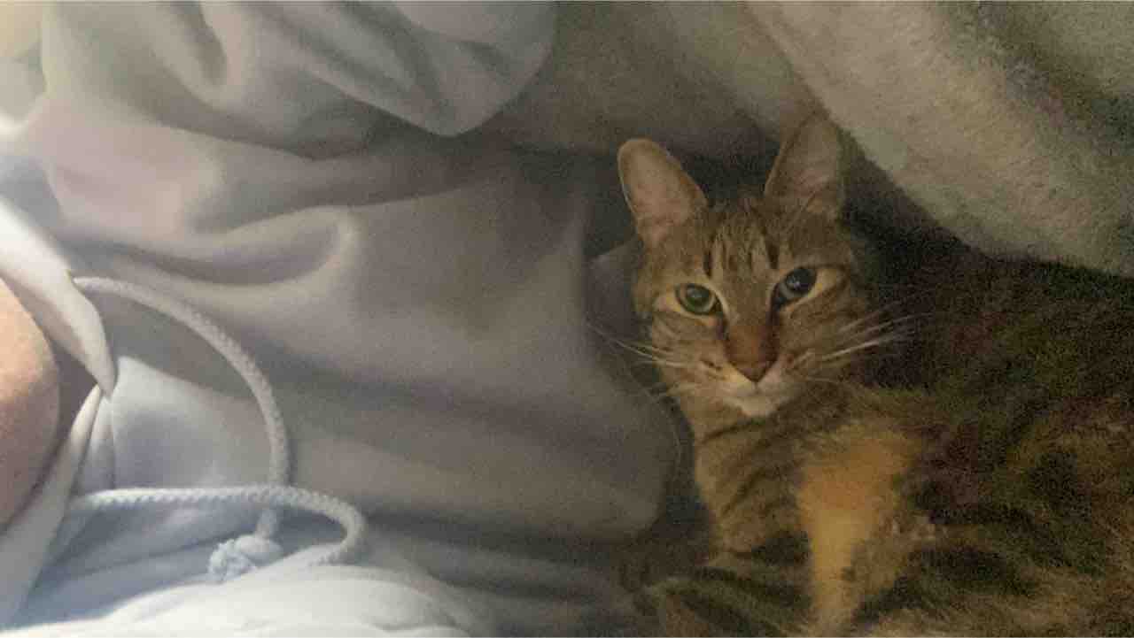 次男坊猫 驚きのダイエット効果を披露する ねこかます 次男坊猫 驚きのダイエット効果を披露する ねこかます