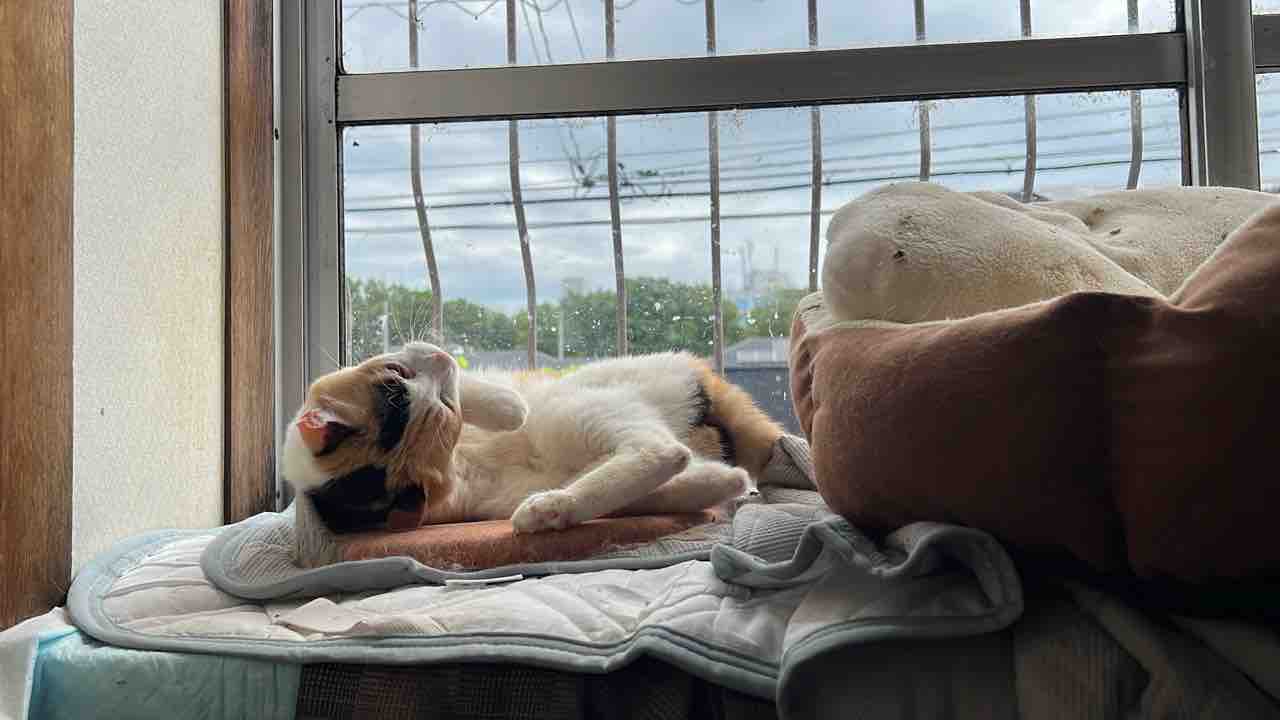 三毛猫様♡ありがとうございます♡ 三毛猫 - Search / X