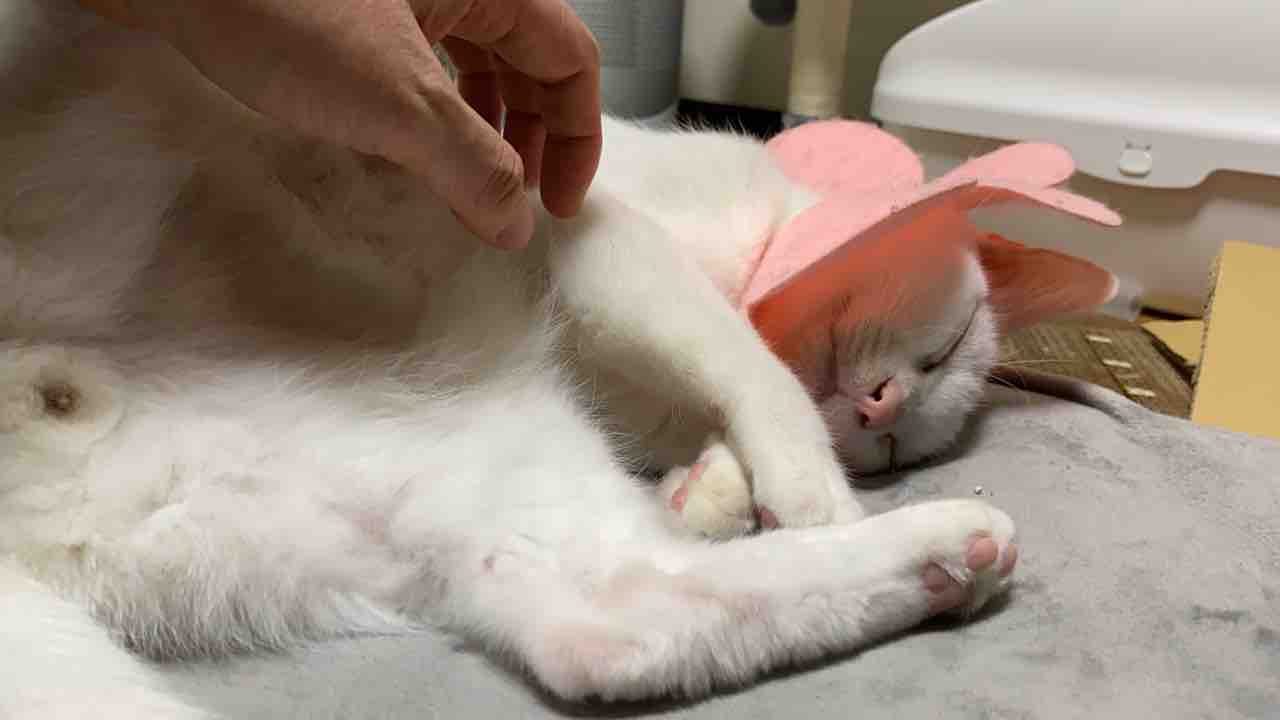 猫のうっとりポイント 16 ねこかます