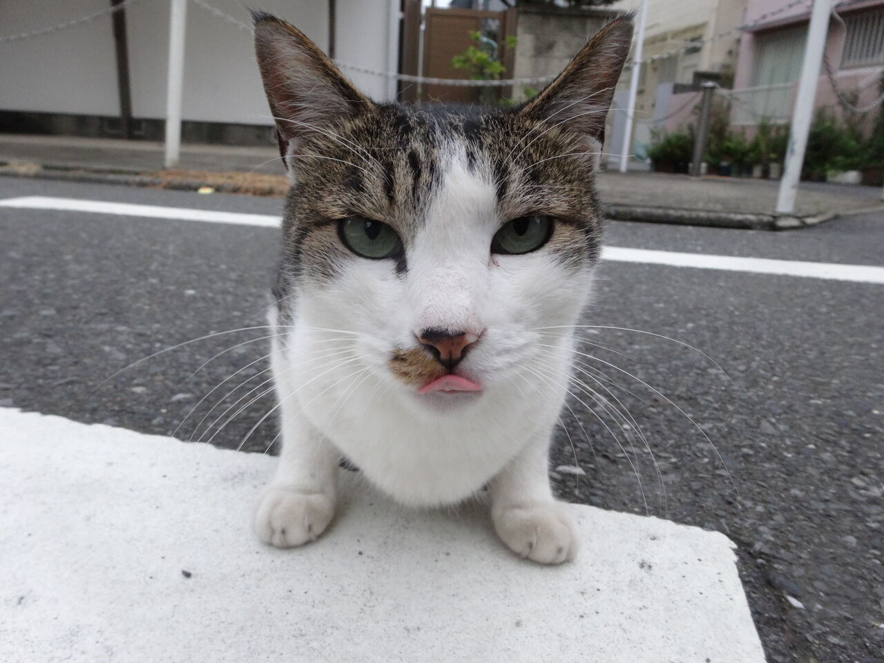 情熱の白いサバ 手術と入院をする ねこかます
