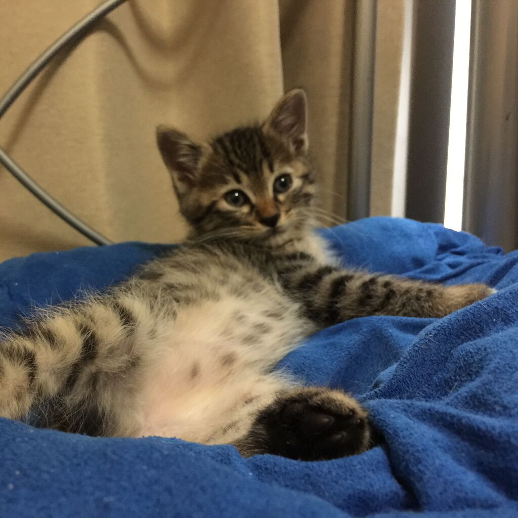 ちび時雉の成長 0615 ねこかます ちび時雉の成長 0615 ねこかます