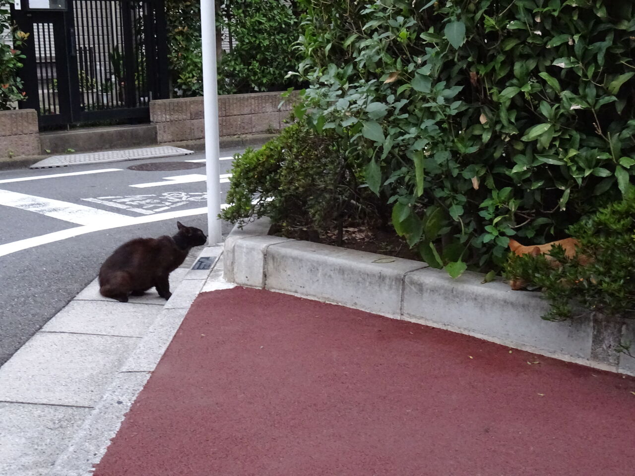 伯父猫と甥猫の関係性 20260705 : ねこかます