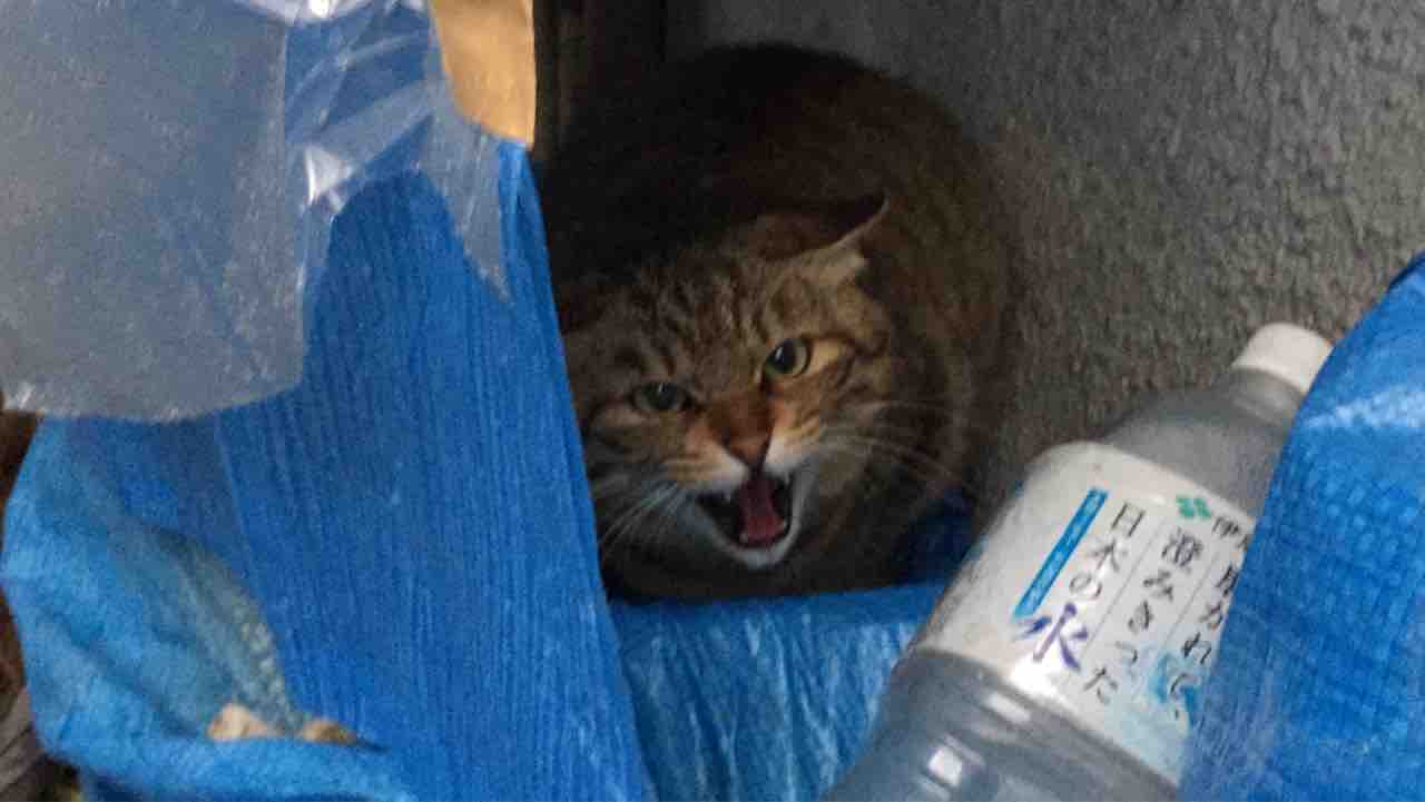 猫の シャー 1210 ねこかます