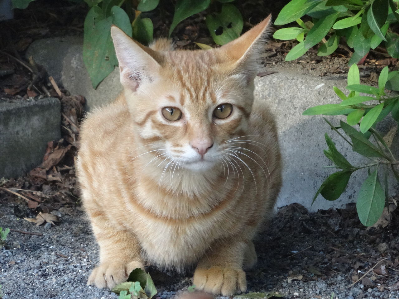 触ればキレるナイフ猫 ねこかます