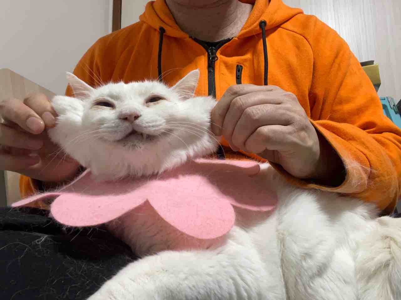 猫型珍獣 持ちネタが増える 2519 ねこかます 猫型珍獣 持ちネタが増える 2519 ねこかます