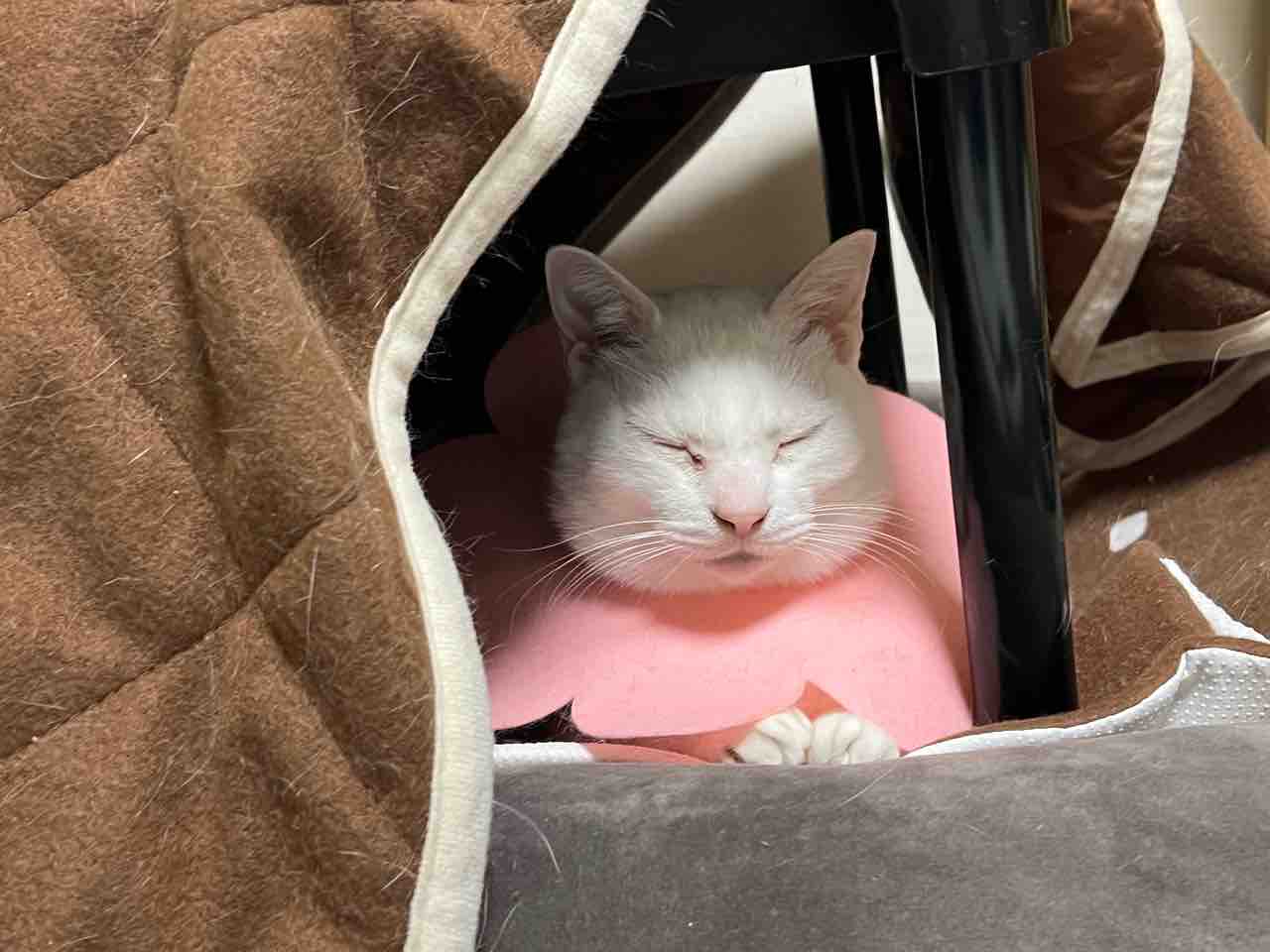 今期の新たな暖房器具 2108 ねこかます