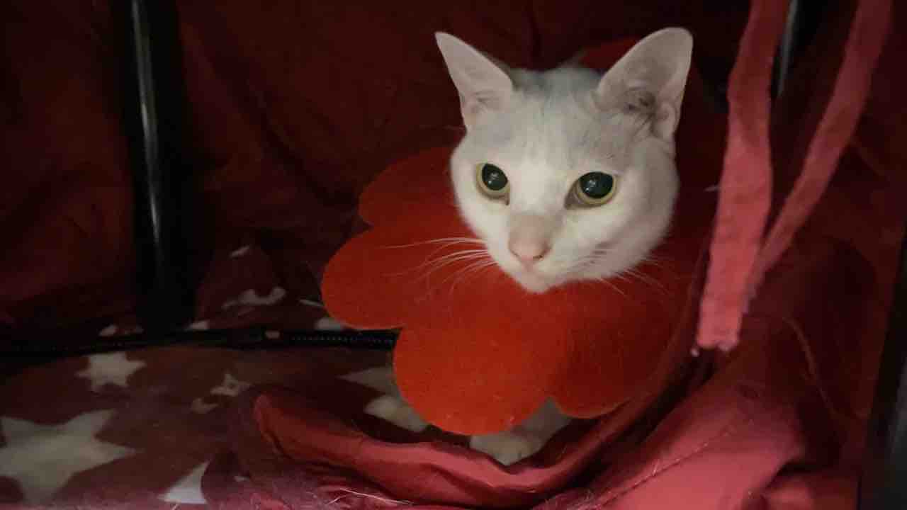 腎不全の猫2匹 20210107 : ねこかます