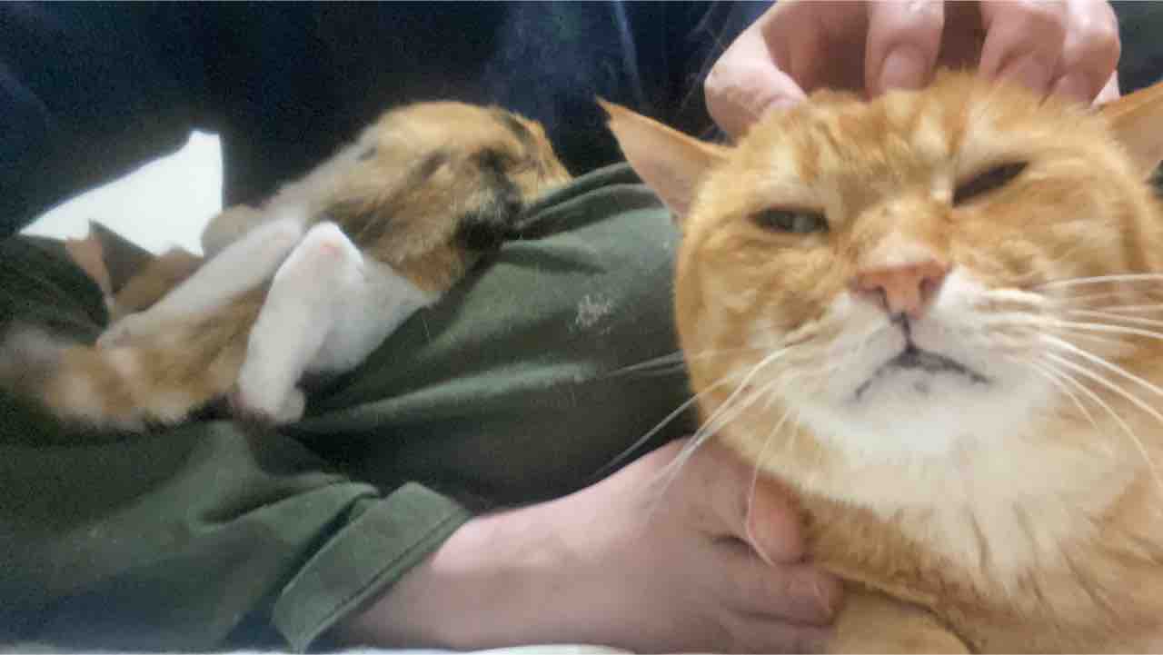 猫「にとって」と「の為に」 20210525 : ねこかます