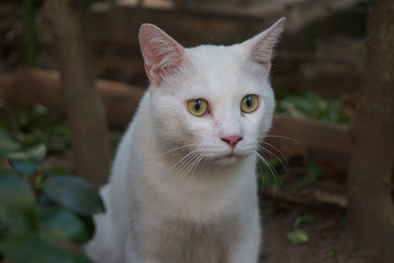白猫たち 1807 ねこかます