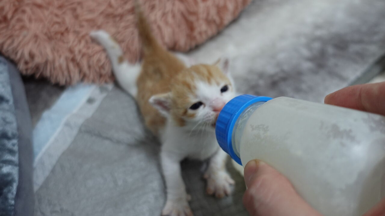 子猫3兄弟 ミルク飲みが上達する ねこかます