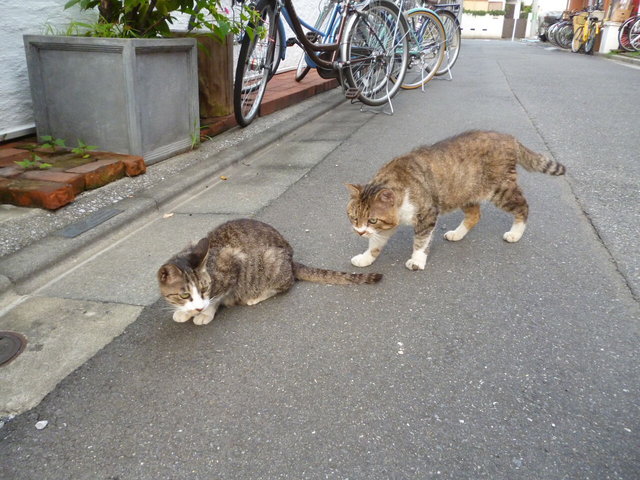 ママネコ様　まとめ4点 hqdefault.jpg