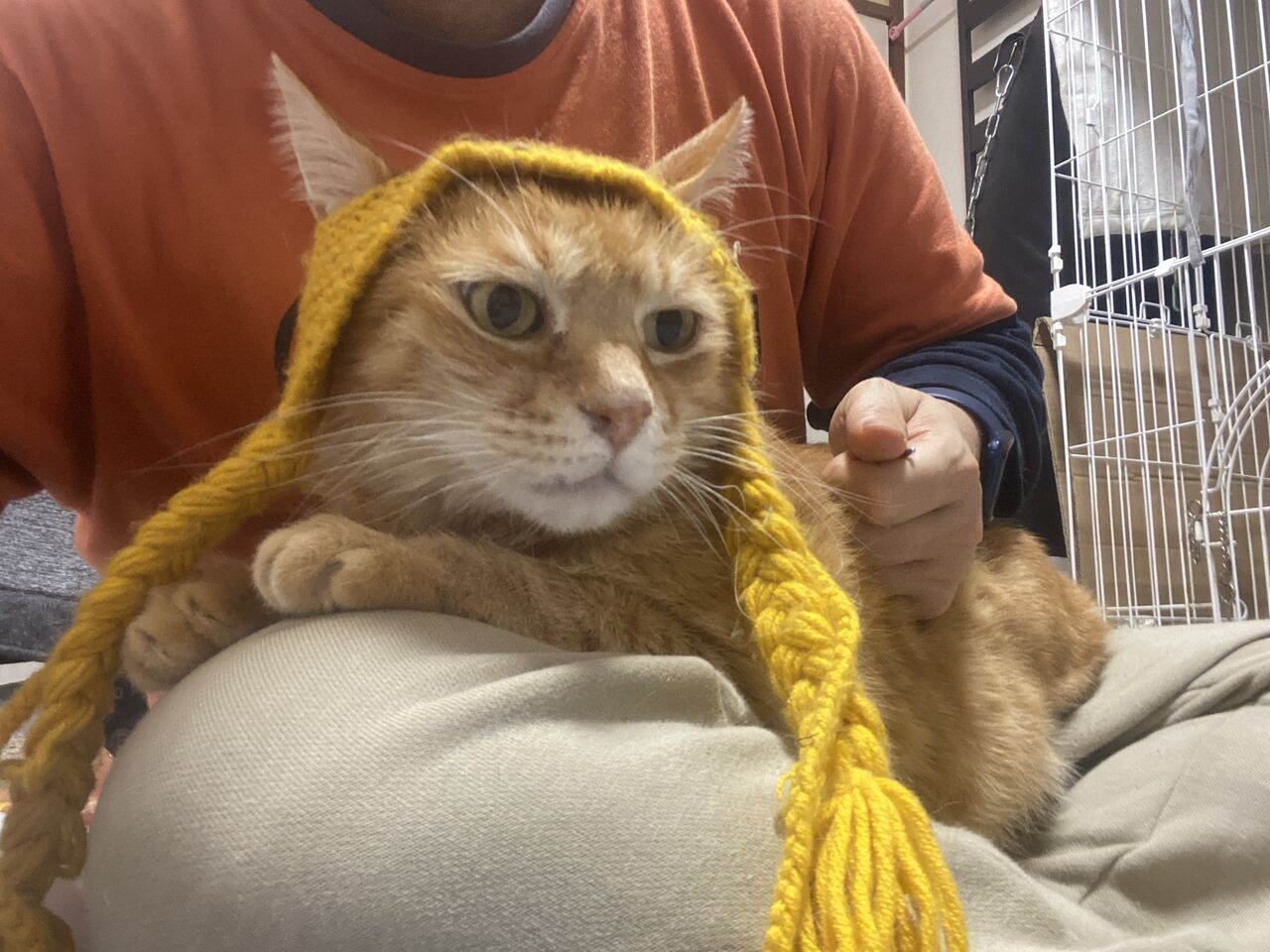 ねこかます イイ顔画像 動画