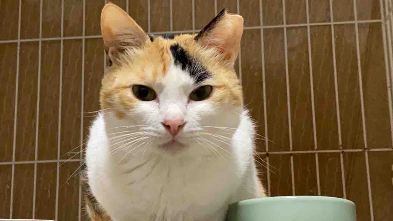 オス三毛猫のフェロモン ねこかます