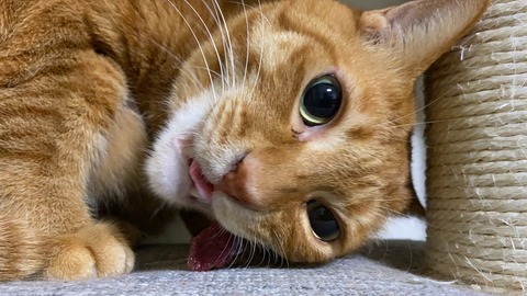 写真 2020-05-05 22 45 51