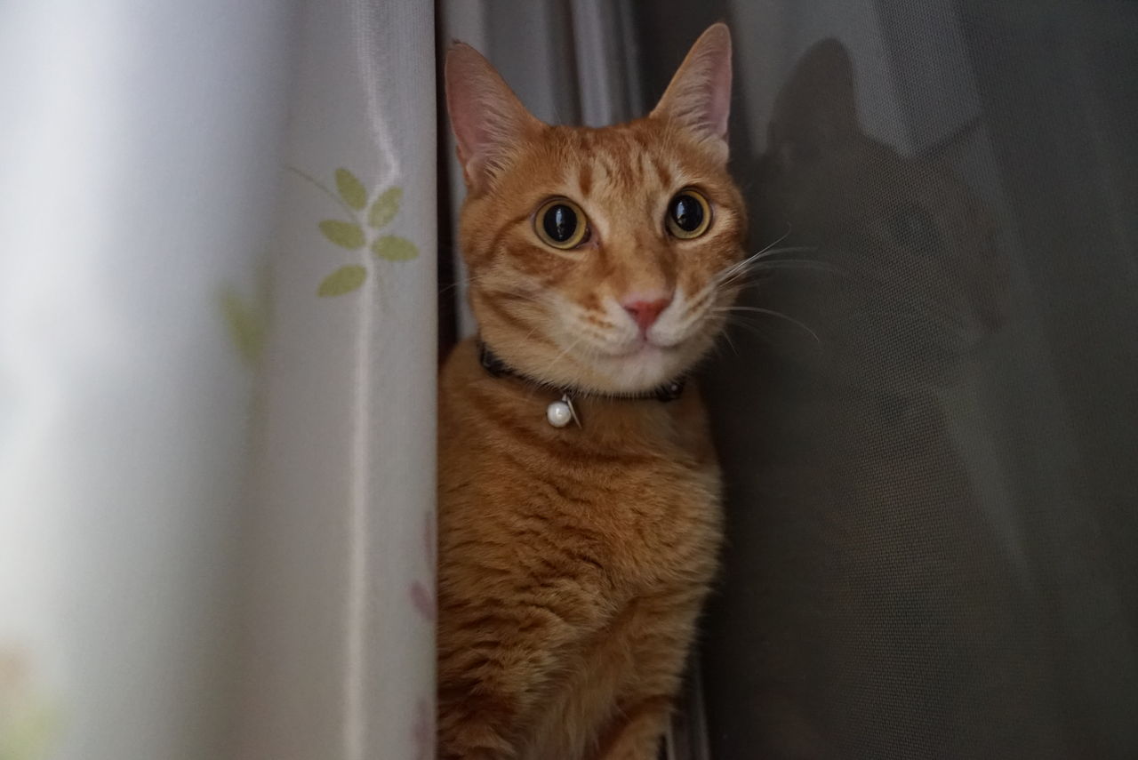 ご報告など ねこかます ご報告など ねこかます