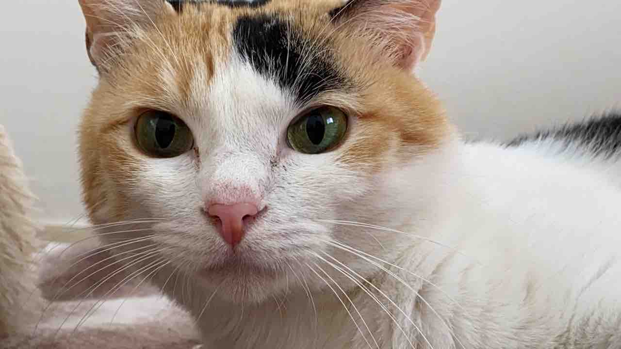 猫の表情を凝視してみる ねこかます 猫の表情を凝視してみる ねこかます