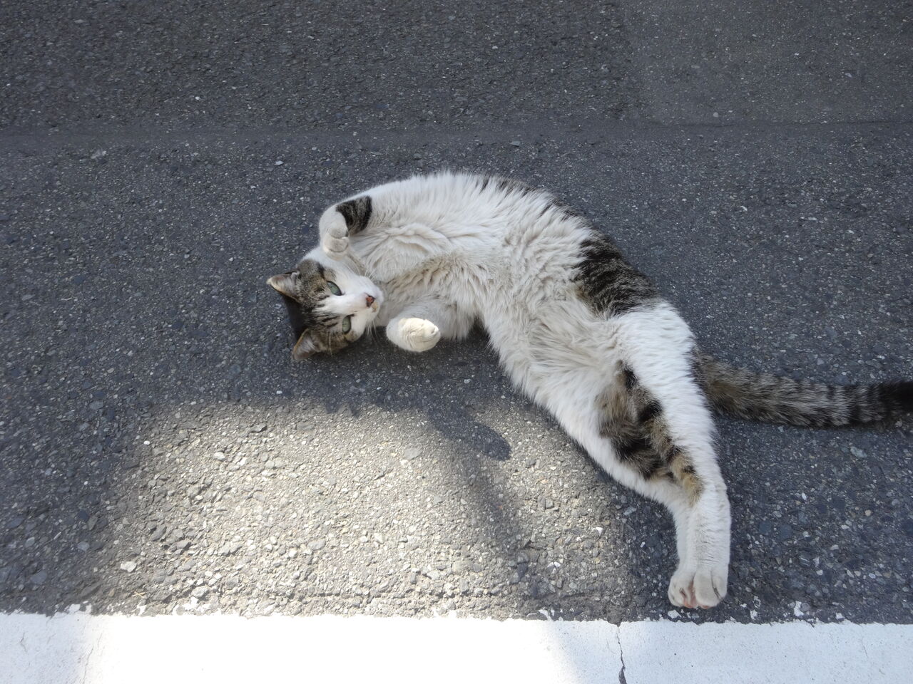街に生きた猫 愛の中で眠りにつく 2628 ねこかます